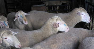 Смерть в &laquo;Коте в сапогах: Последнее желание&raquo;: Анализ главного антагониста